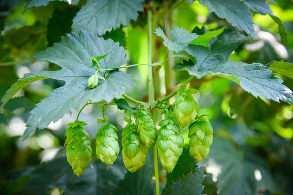 Yeşil taze hop koniler