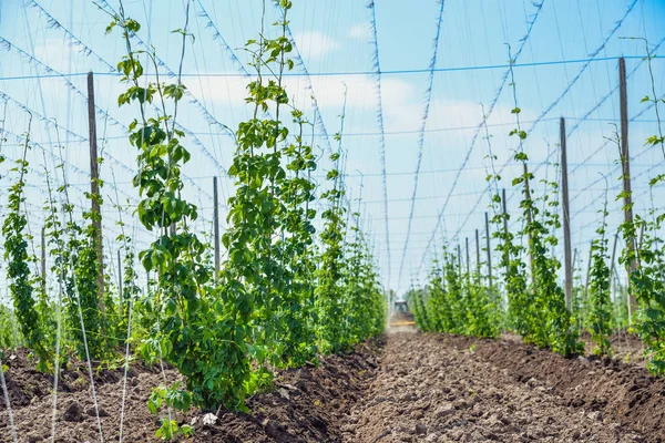 Atlama alanı ve mavi gökyüzü