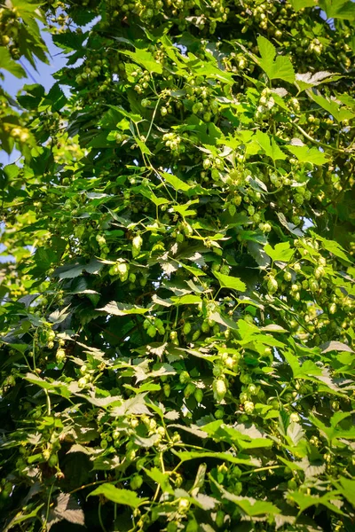 Cônes de houblon frais verts — Photo