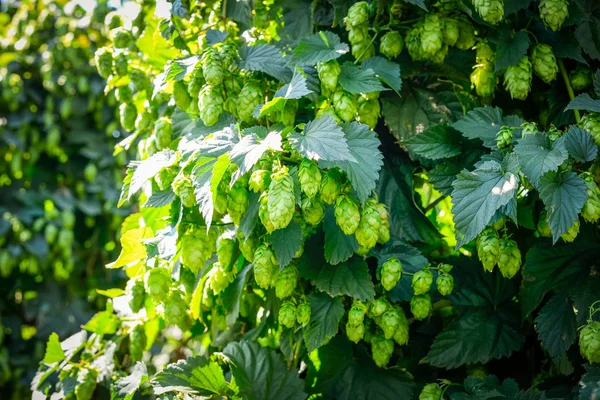 Yeşil taze hop koniler