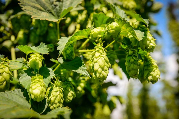 Yeşil taze hop koniler