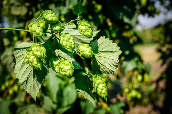 Grüne frische Hopfenzapfen — Stockfoto