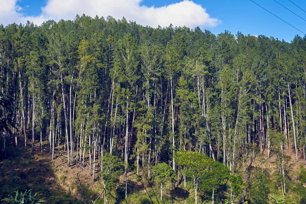 Uzun ağaçlı orman — Stok fotoğraf