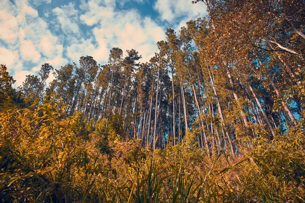 Floresta com árvores altas — Fotografia de Stock