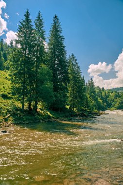 Ormandaki dağ nehri