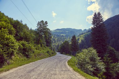 Bir dağ ormanında yol
