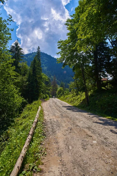 Väg i en fjällskog — Stockfoto