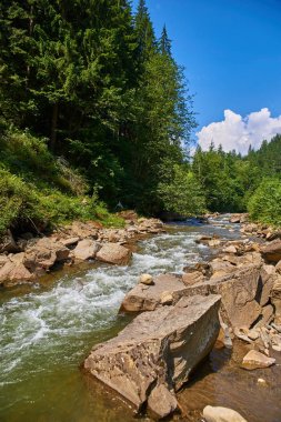Ormandaki dağ nehri