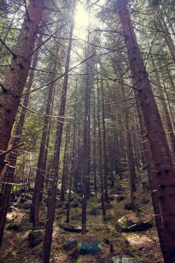 hick yağmurlu orman