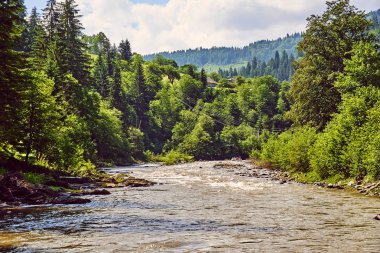 Ormandaki dağ nehri