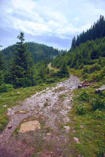 Droga w górskim lesie — Zdjęcie stockowe