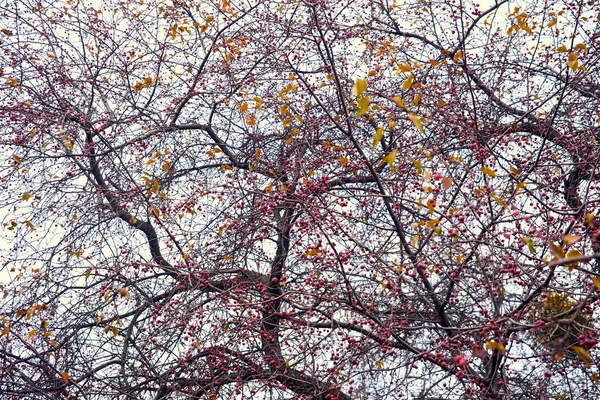 Der nationale botanische Garten Grischko — Stockfoto