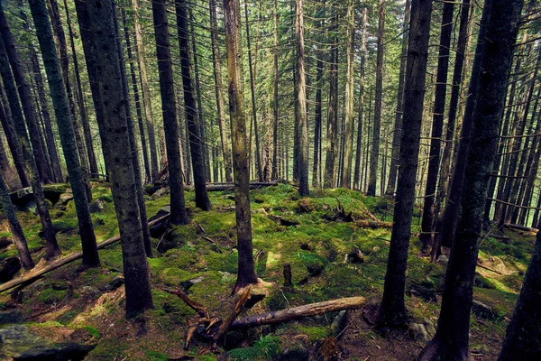 Terrible thick forest with a roa — Stock Photo, Image