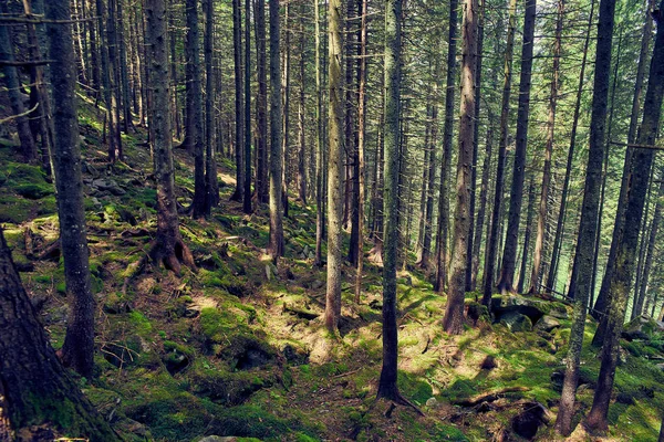 Schrecklich dichter Wald mit einer Roa — Stockfoto