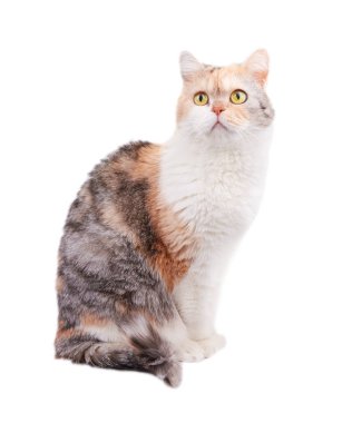 beyaz arkaplandaki kedi