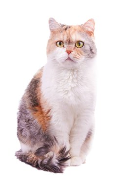 beyaz arkaplandaki kedi