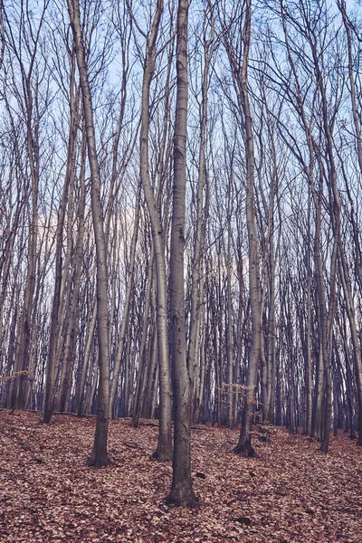 Landschap van herfstbos — Stockfoto