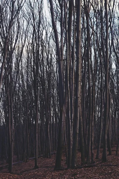 Landschap van herfstbos — Stockfoto