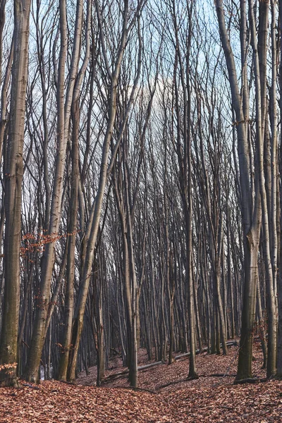 Landschap van herfstbos — Stockfoto