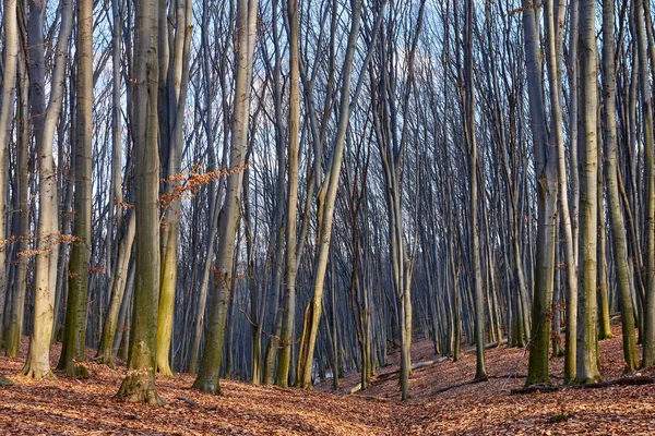 Krajina podzimního lesa — Stock fotografie