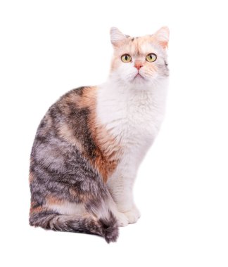 beyaz arkaplandaki kedi