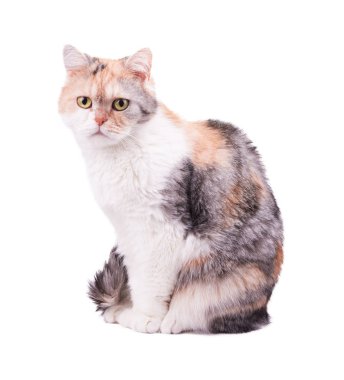 beyaz arkaplandaki kedi