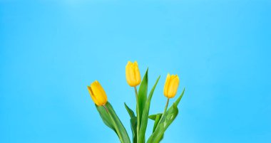 mavi bir lale buketi 