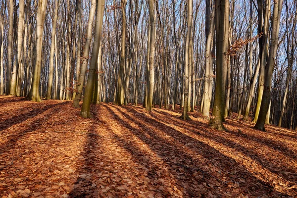 Krajina podzimního lesa — Stock fotografie