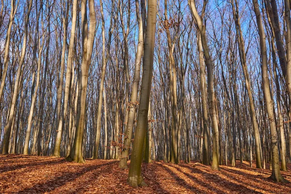 Krajina podzimního lesa — Stock fotografie