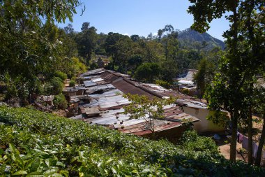 yeşil çay yaprakları 