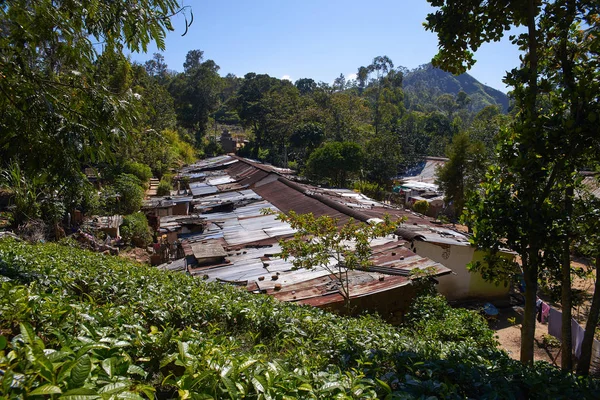 yeşil çay yaprakları 