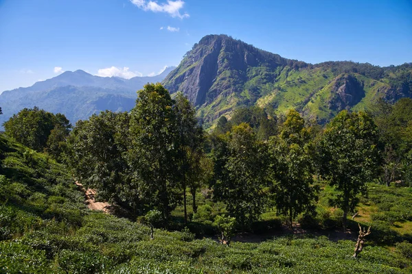  çay tarlaları ile peyzaj 