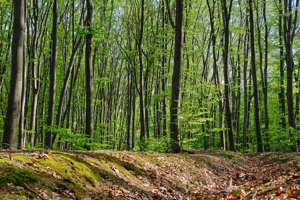 Lummig grön park — Stockfoto