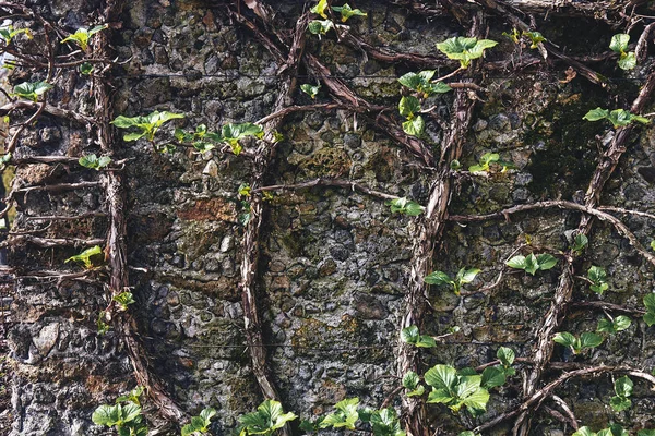 Stein alten Hintergrund — Stockfoto