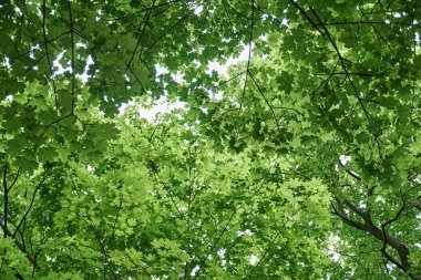 Ağaçtaki yeşil yapraklar