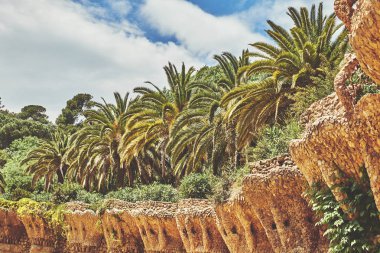 Palmiye ağaçları ve gökyüzü