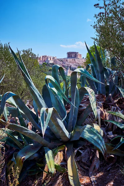 Aloe grande en Athen — Foto de Stock