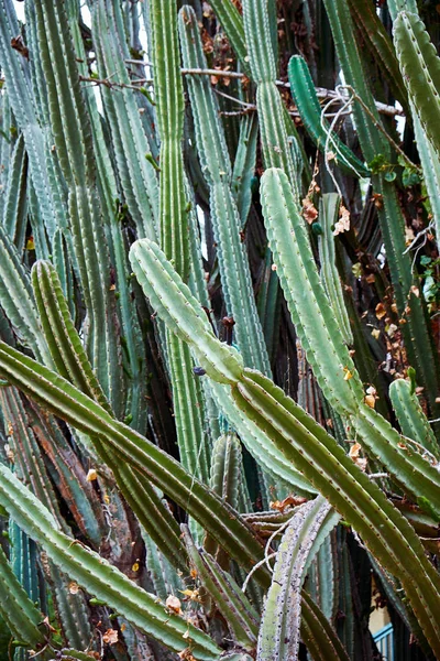 Großer Kaktus in Großaufnahme — Stockfoto