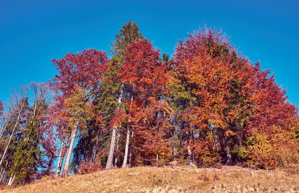 Karpaterna på hösten — Stockfoto