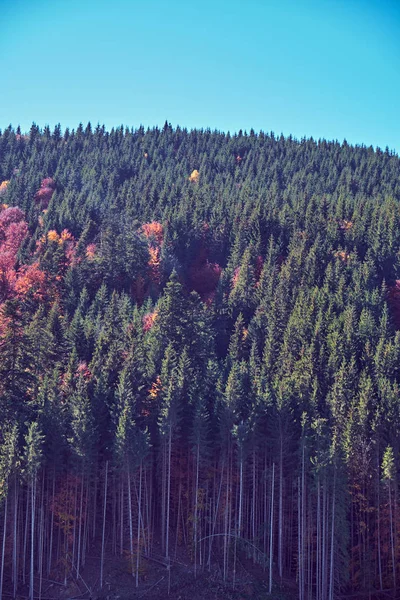 The Carpathian Mountains in autumn — Stock Photo, Image