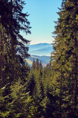 Sonbaharda Karpat Dağları