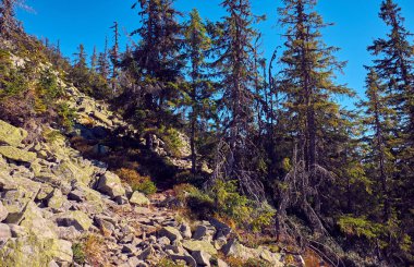 Sonbaharda Karpat Dağları