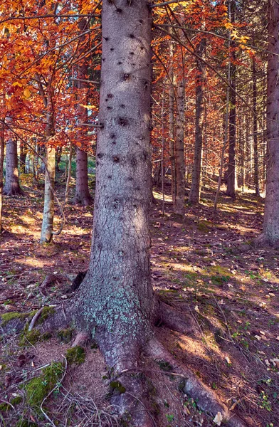 The Carpathian Mountains in autumn — Stock Photo, Image