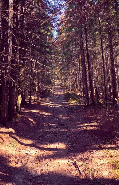 Onverharde weg in het bos. — Stockfoto