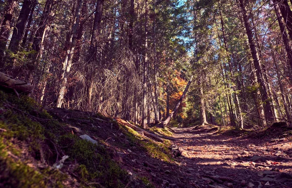 Onverharde weg in het bos. — Stockfoto