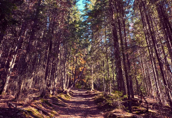 Stopa po špíně v lese. — Stock fotografie