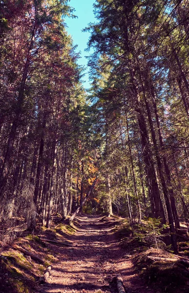 Smuts spår i skogen. — Stockfoto