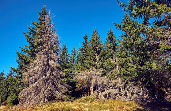 The Carpathian Mountains in autumn — Stock Photo, Image