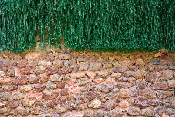 Muro di pietra e gras — Foto Stock