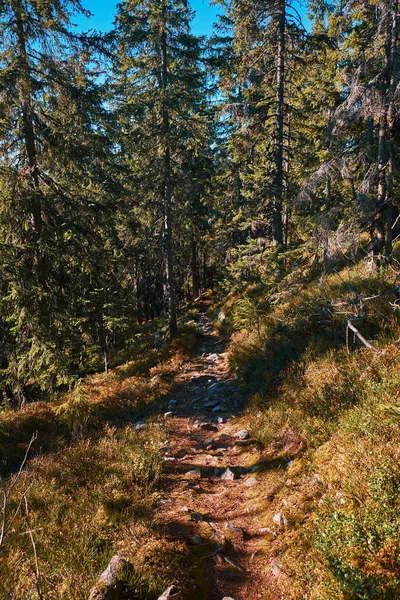 Krajina v Karpatských horách na podzim — Stock fotografie